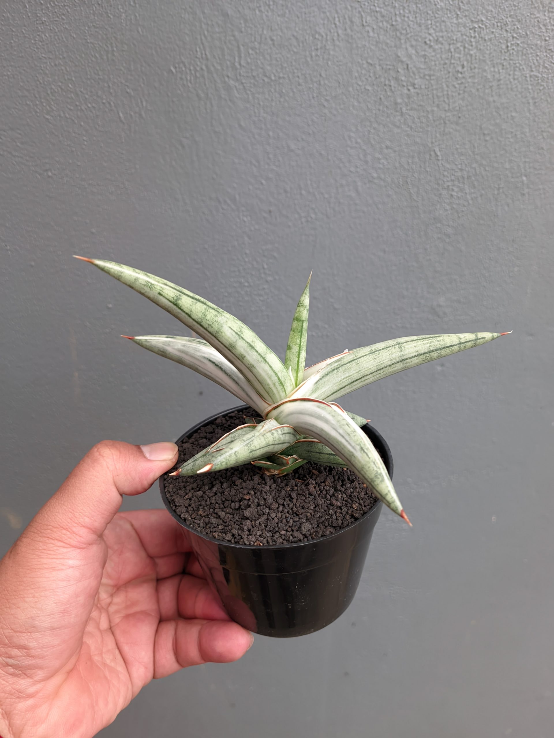 1171. Sansevieria Silver Clone - Image 6