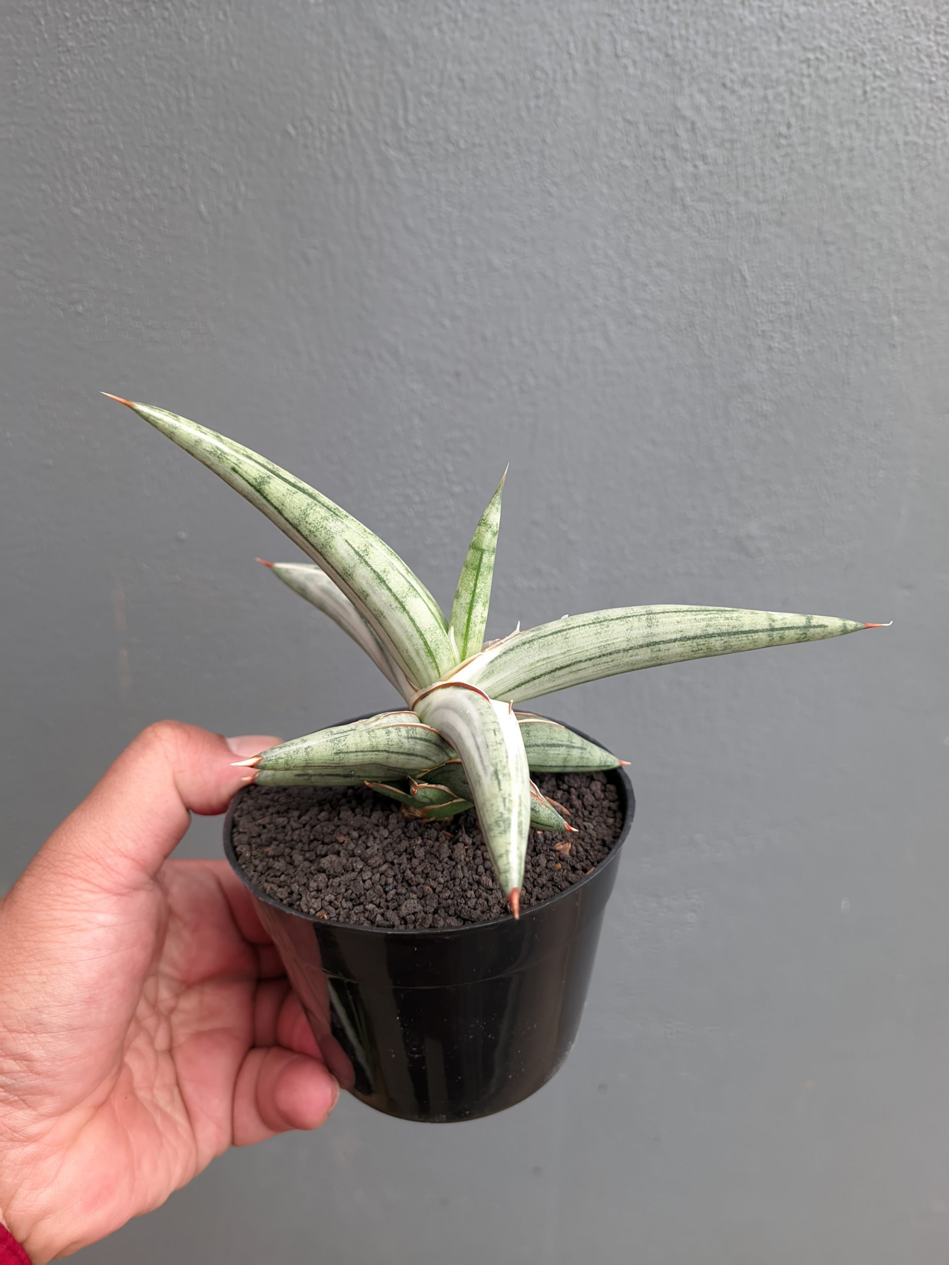 1171. Sansevieria Silver Clone - Image 7
