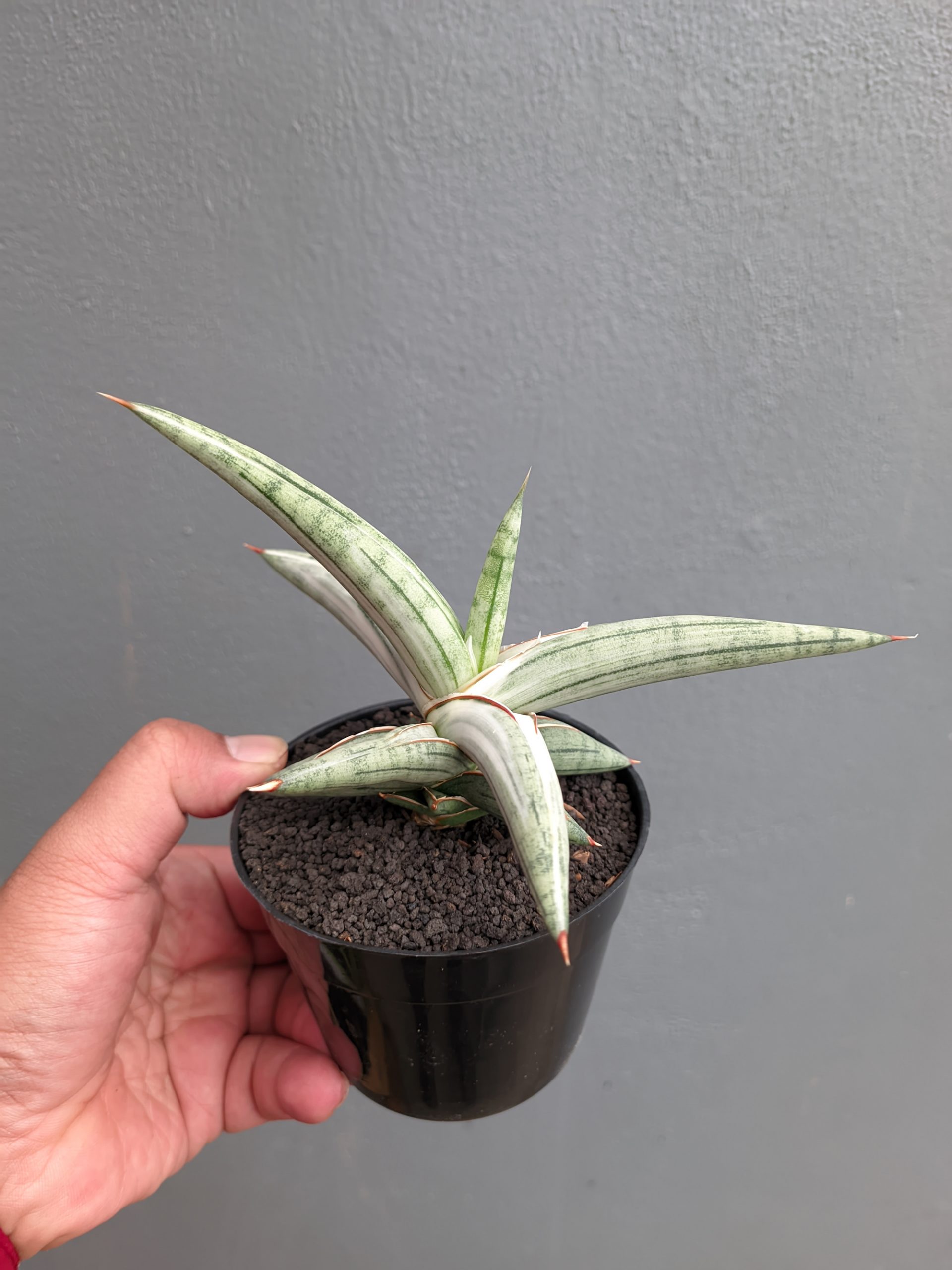 1171. Sansevieria Silver Clone - Image 8