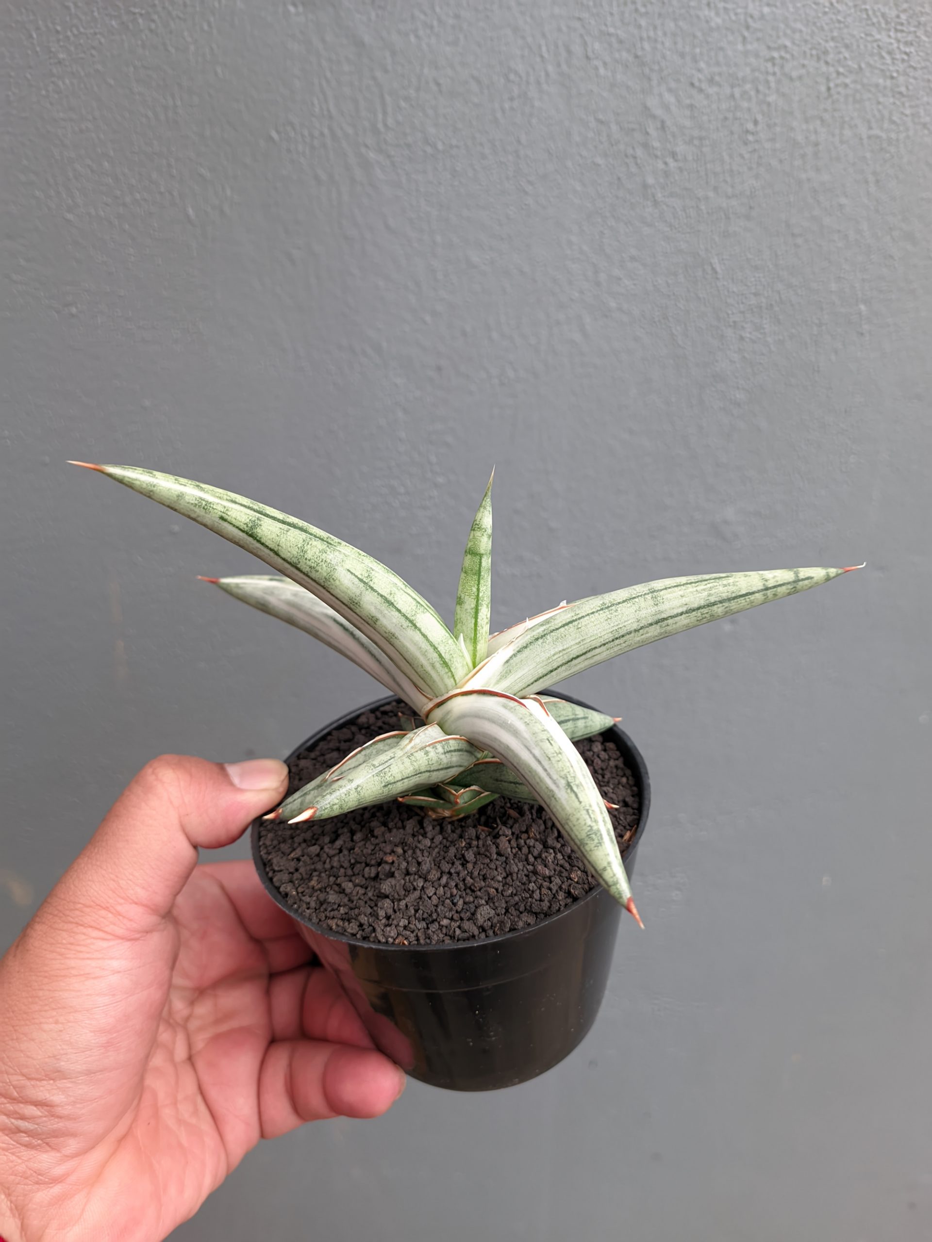 1171. Sansevieria Silver Clone - Image 9