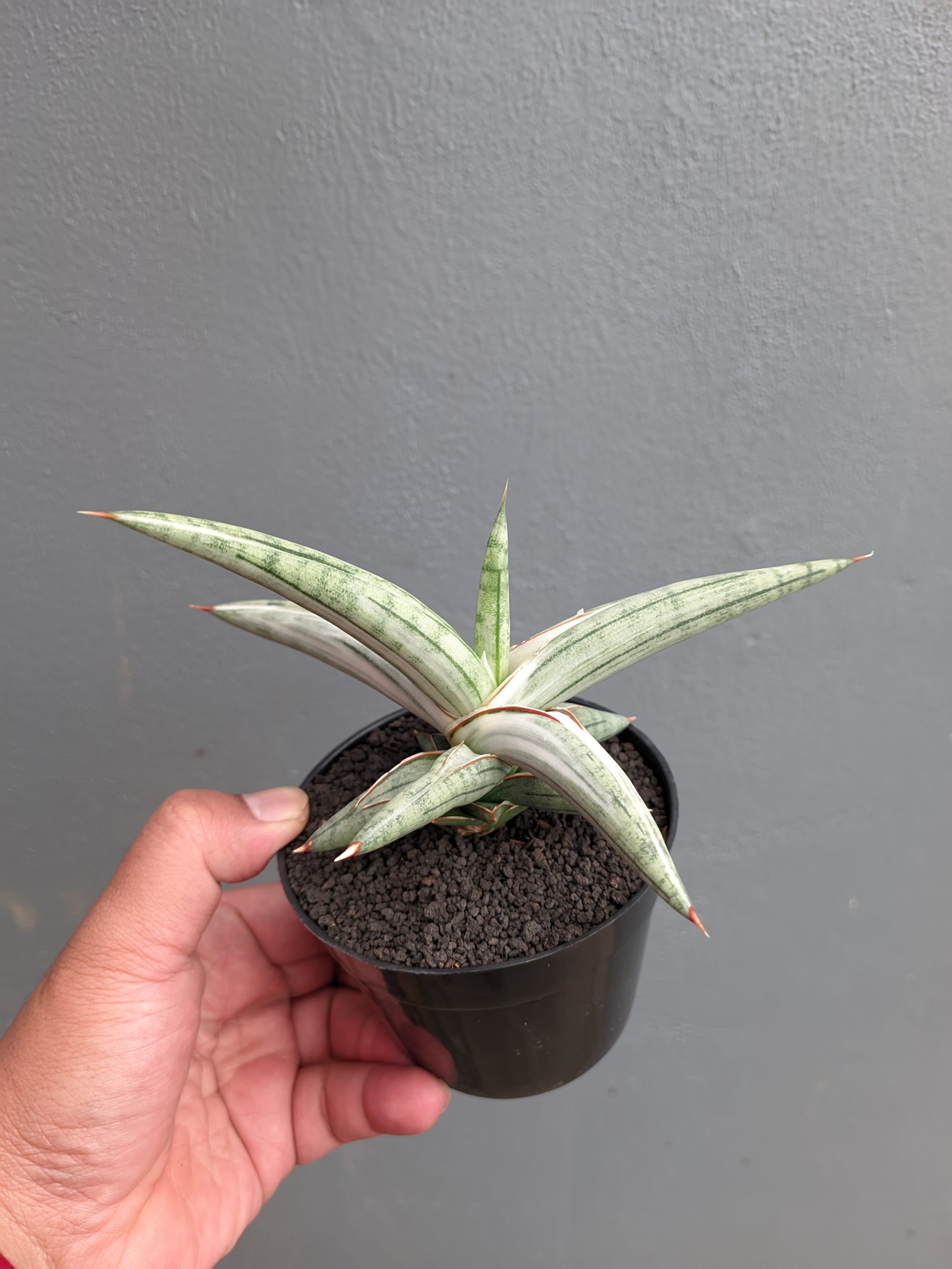 1171. Sansevieria Silver Clone - Image 10