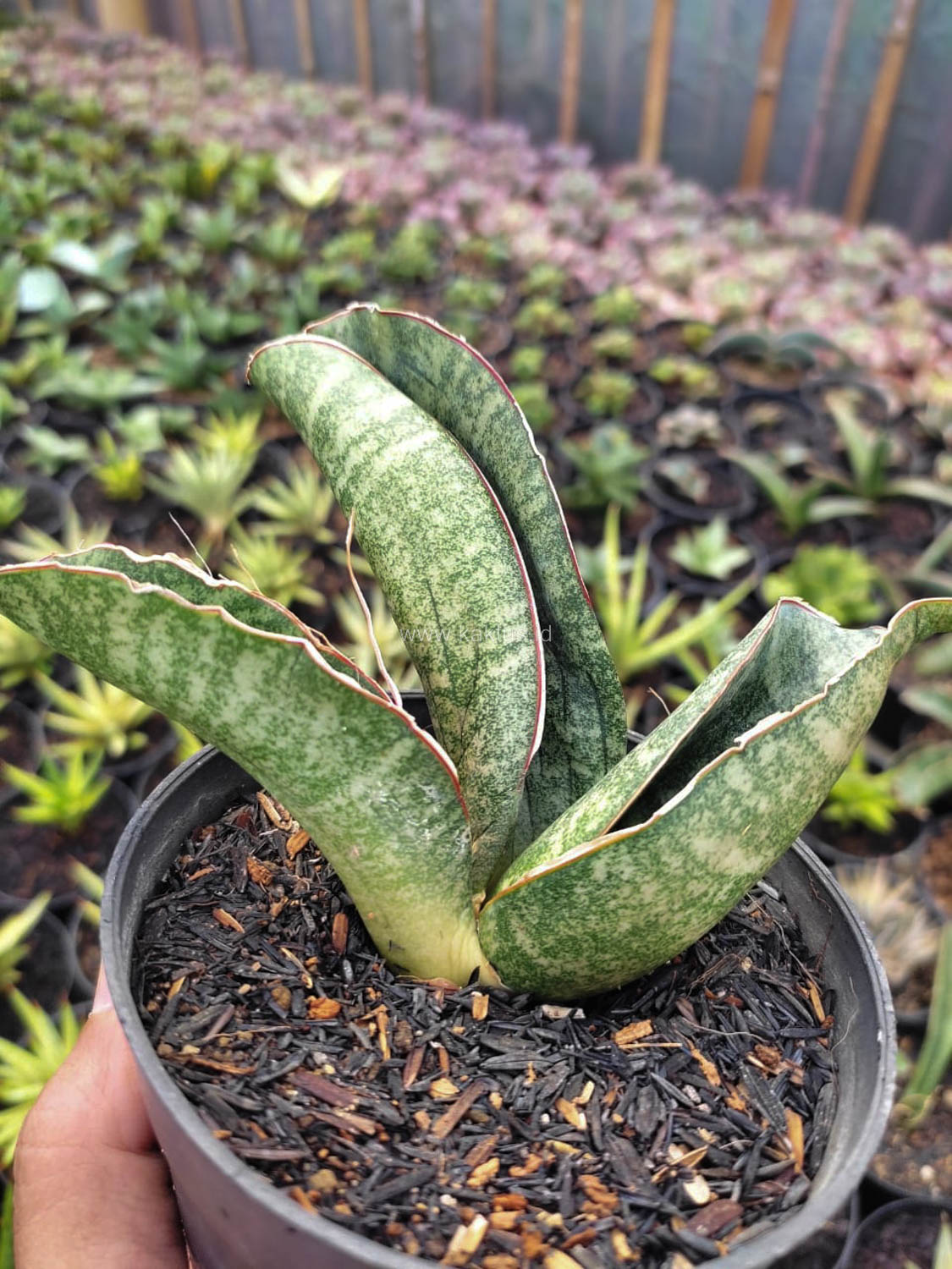 1172. Sansevieria Sinus Zimbabwe - Image 3