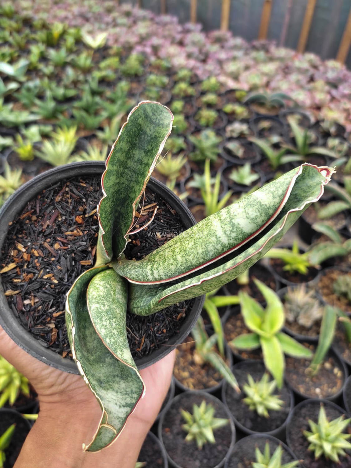 1172. Sansevieria Sinus Zimbabwe - Image 4