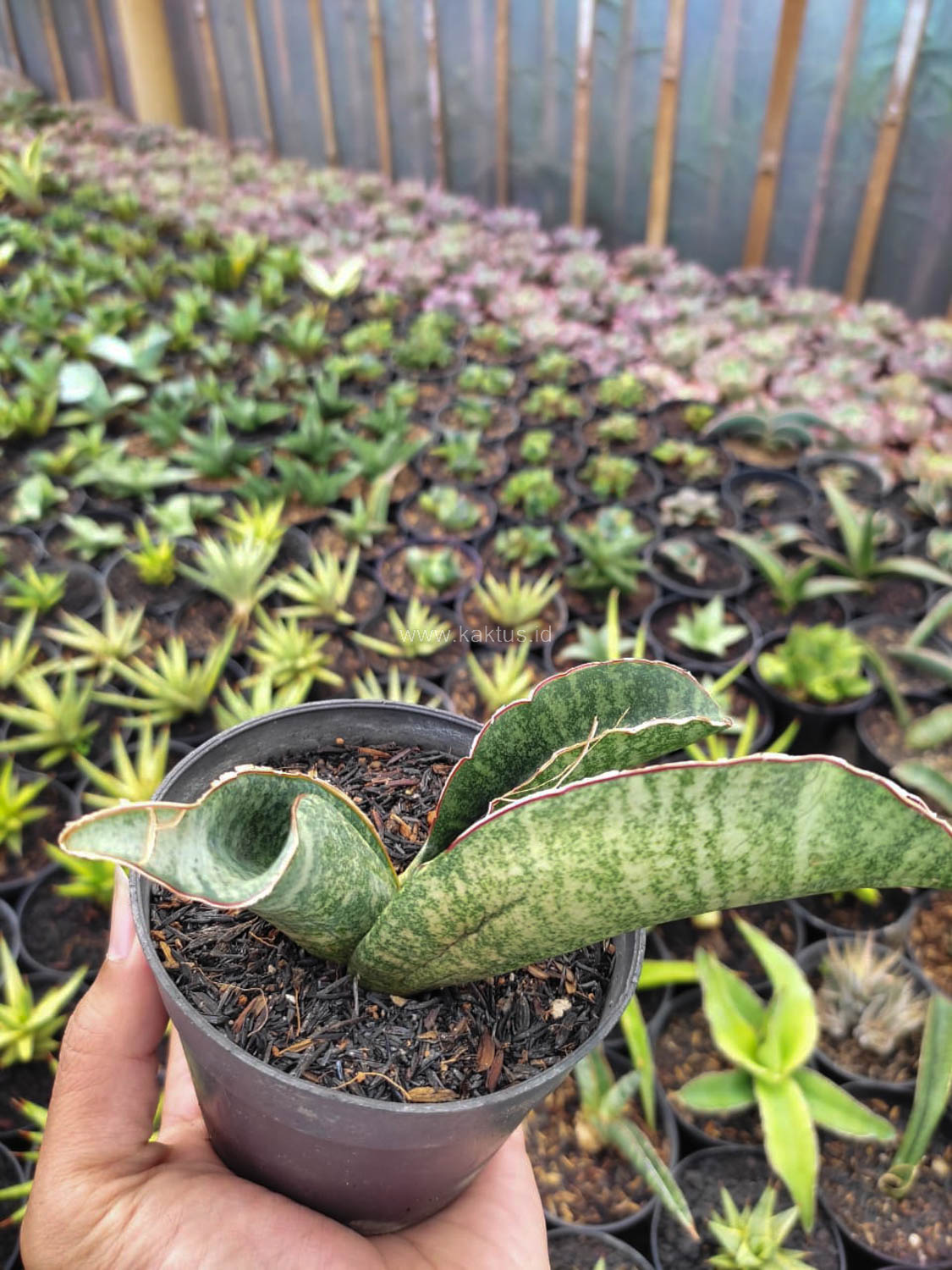 1172. Sansevieria Sinus Zimbabwe - Image 5