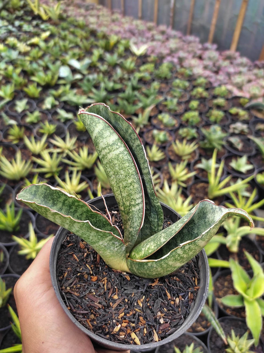 1172. Sansevieria Sinus Zimbabwe - Image 6
