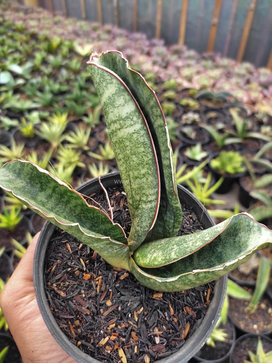 1172. Sansevieria Sinus Zimbabwe - Image 2
