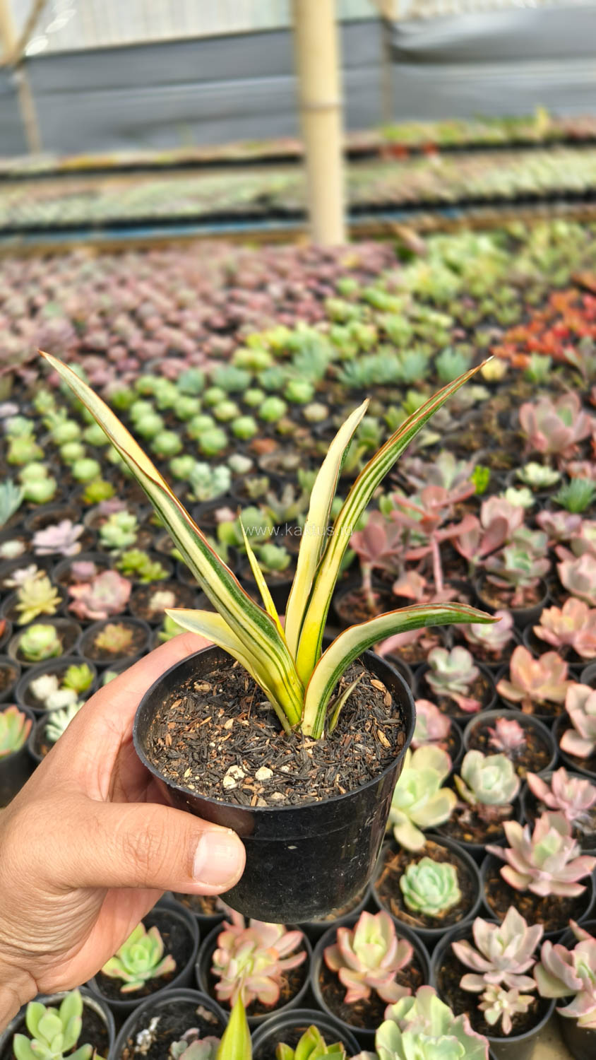 1173. Sansevieria Midnight Fountain Variegated - Image 12