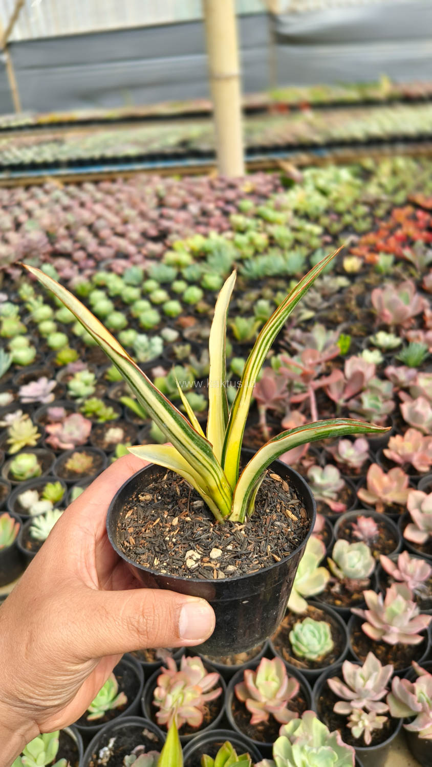 1173. Sansevieria Midnight Fountain Variegated - Image 13