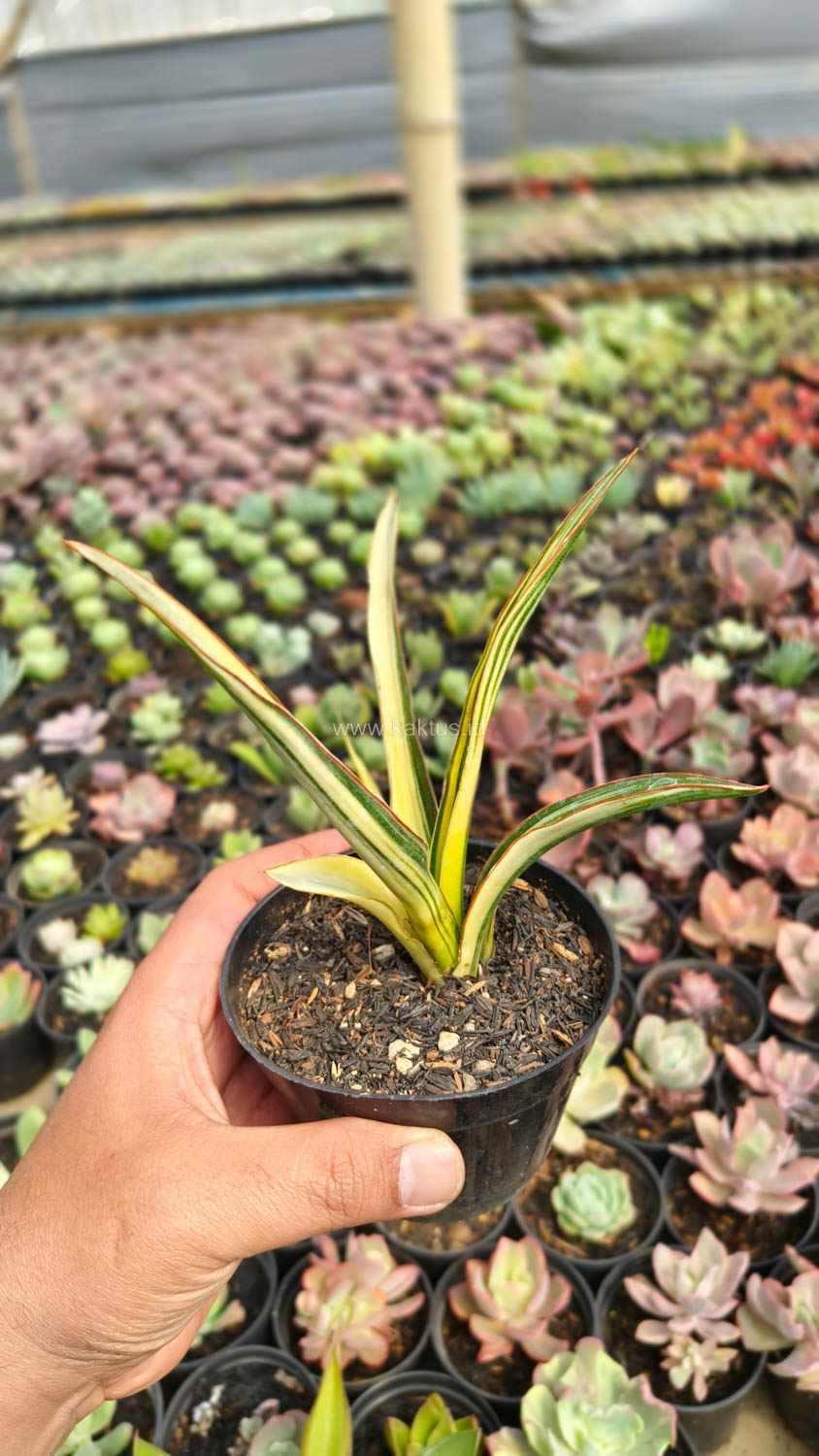 1173. Sansevieria Midnight Fountain Variegated - Image 14