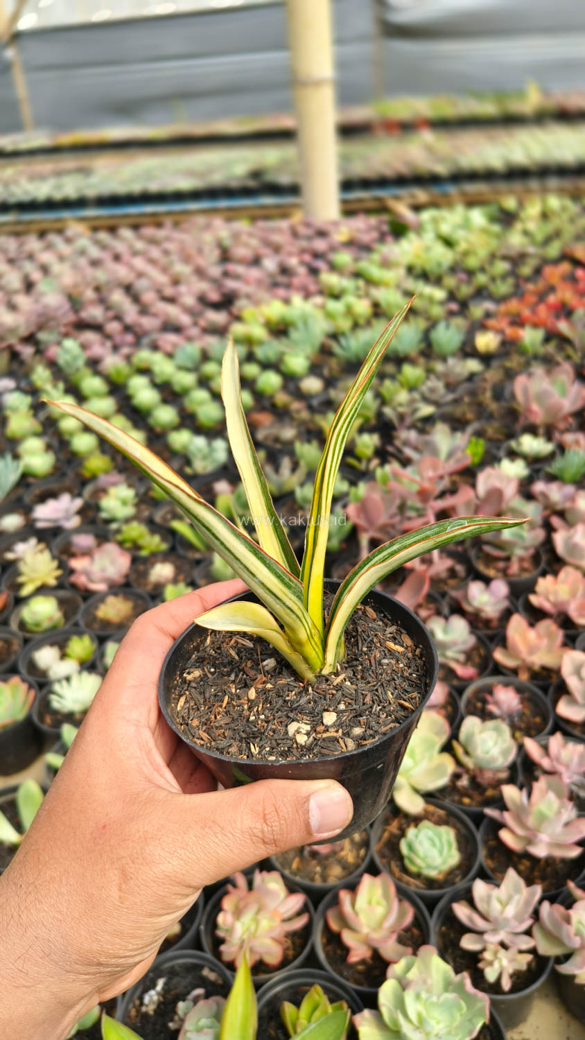 1173. Sansevieria Midnight Fountain Variegated - Image 15
