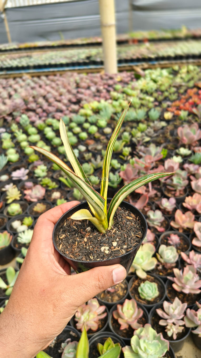 1173. Sansevieria Midnight Fountain Variegated - Image 16
