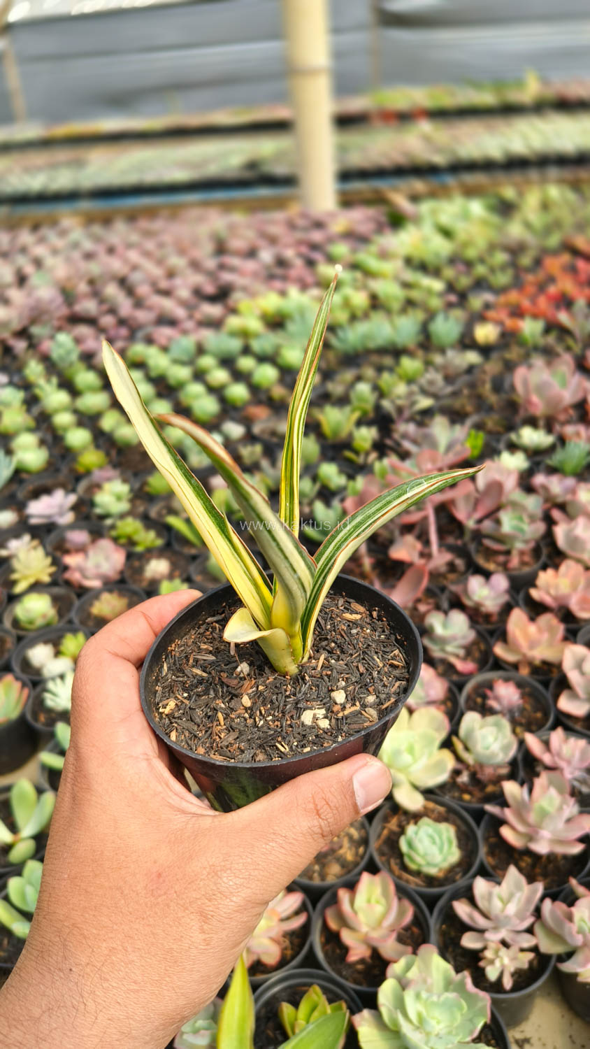 1173. Sansevieria Midnight Fountain Variegated - Image 17