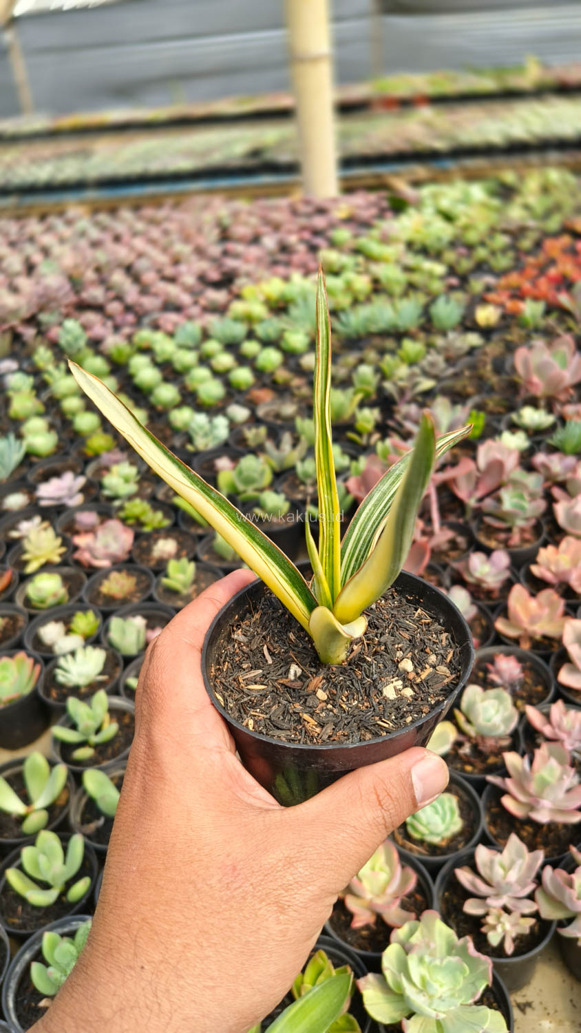 1173. Sansevieria Midnight Fountain Variegated - Image 18