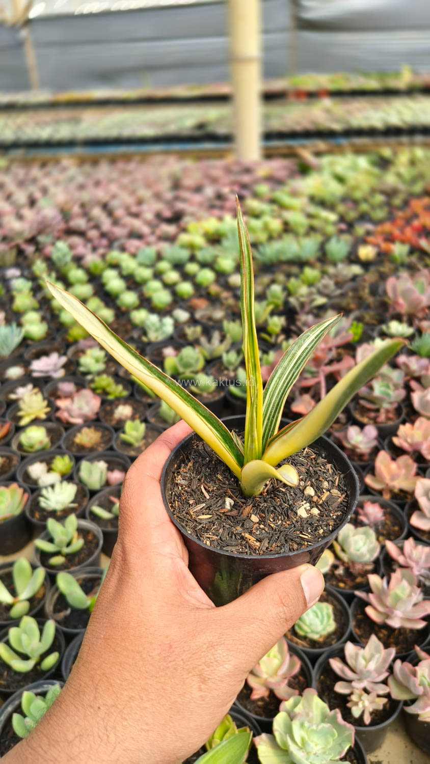 1173. Sansevieria Midnight Fountain Variegated - Image 2