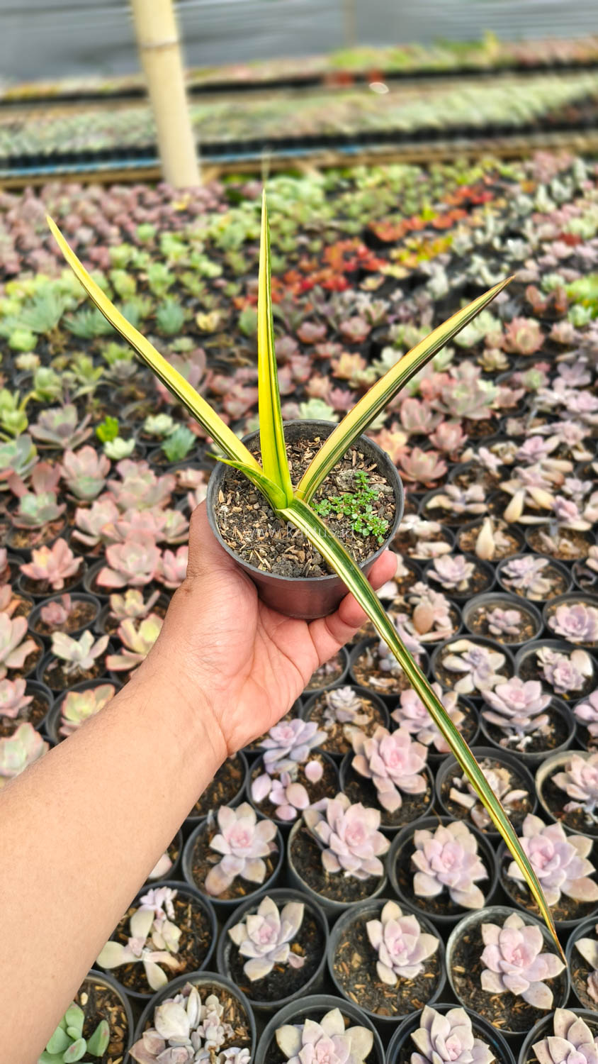 1173. Sansevieria Midnight Fountain Variegated - Image 4