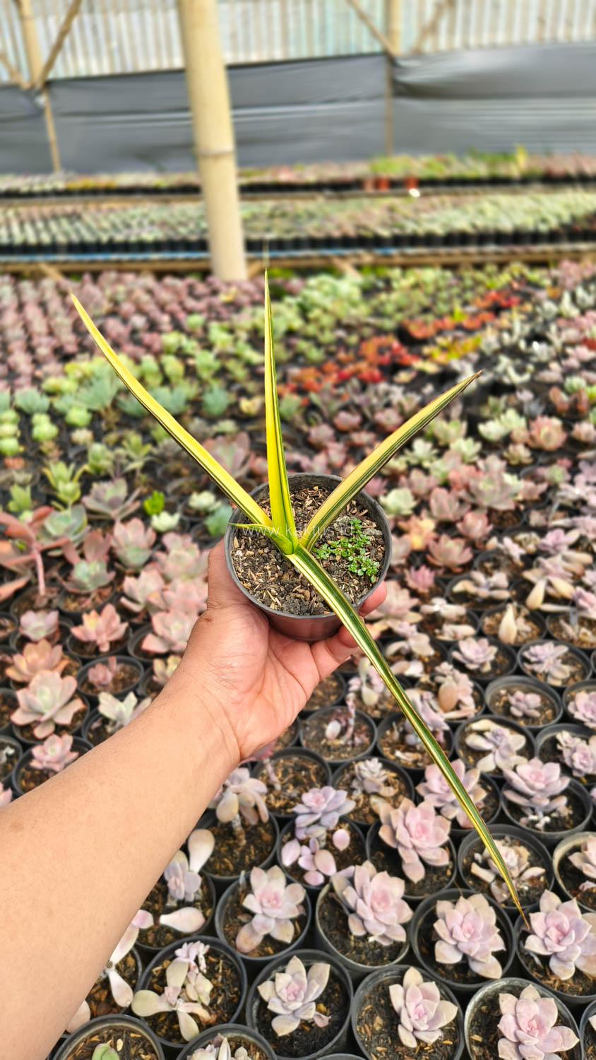1173. Sansevieria Midnight Fountain Variegated - Image 5