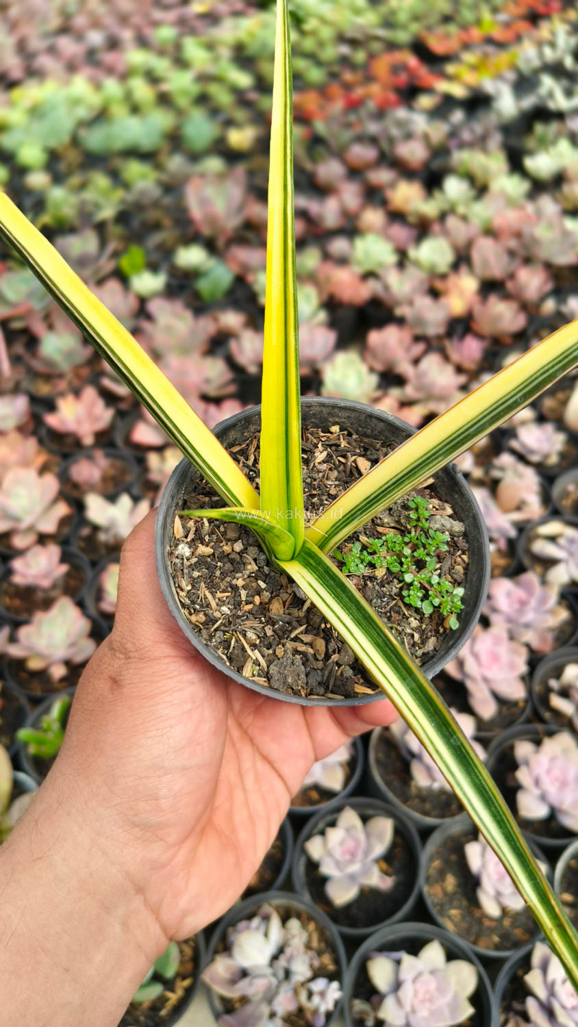 1173. Sansevieria Midnight Fountain Variegated - Image 6