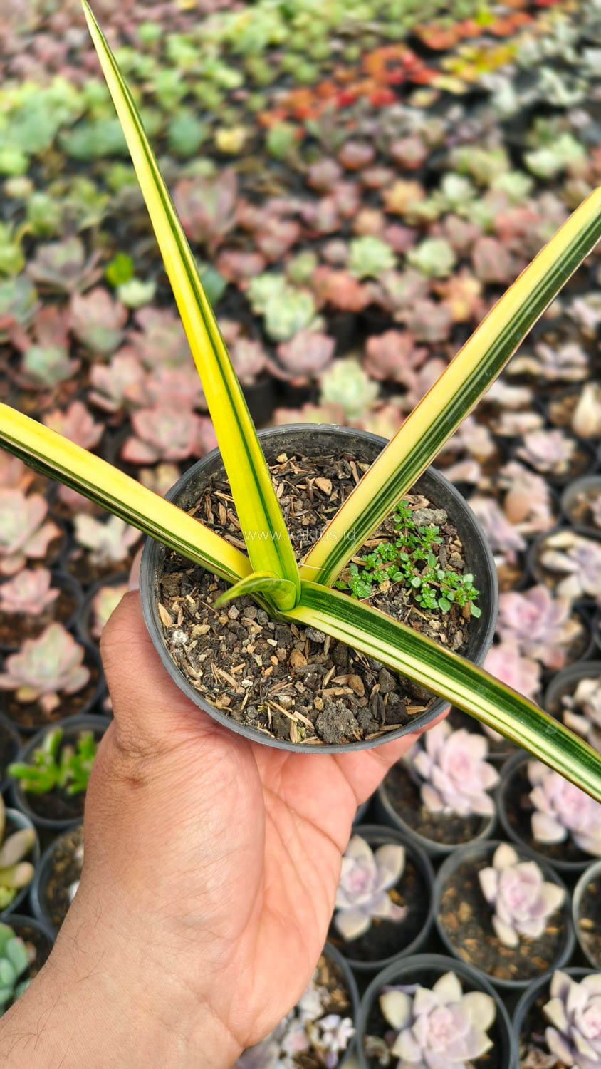 1173. Sansevieria Midnight Fountain Variegated - Image 7