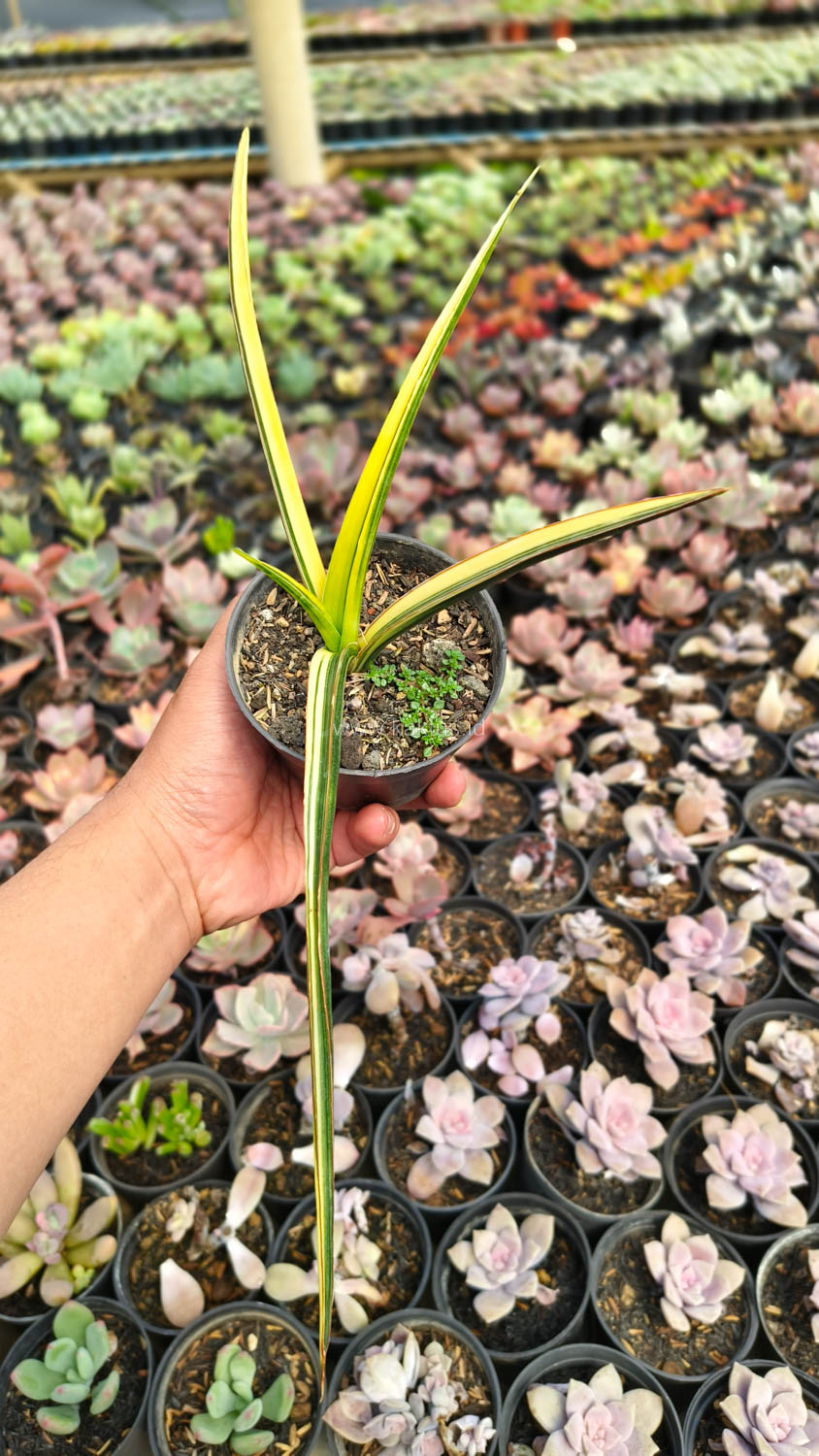 1173. Sansevieria Midnight Fountain Variegated - Image 8