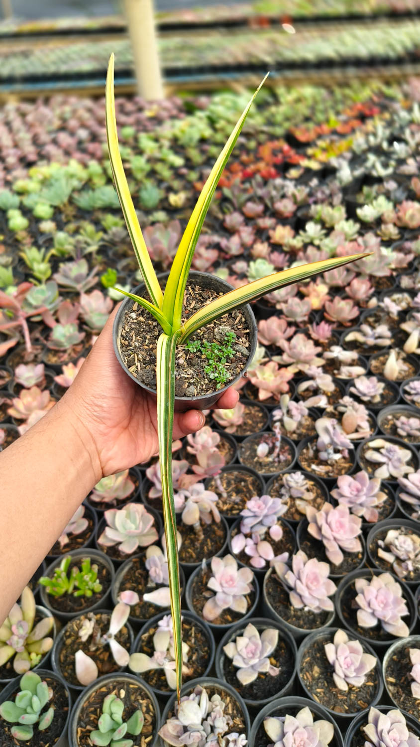 1173. Sansevieria Midnight Fountain Variegated - Image 9