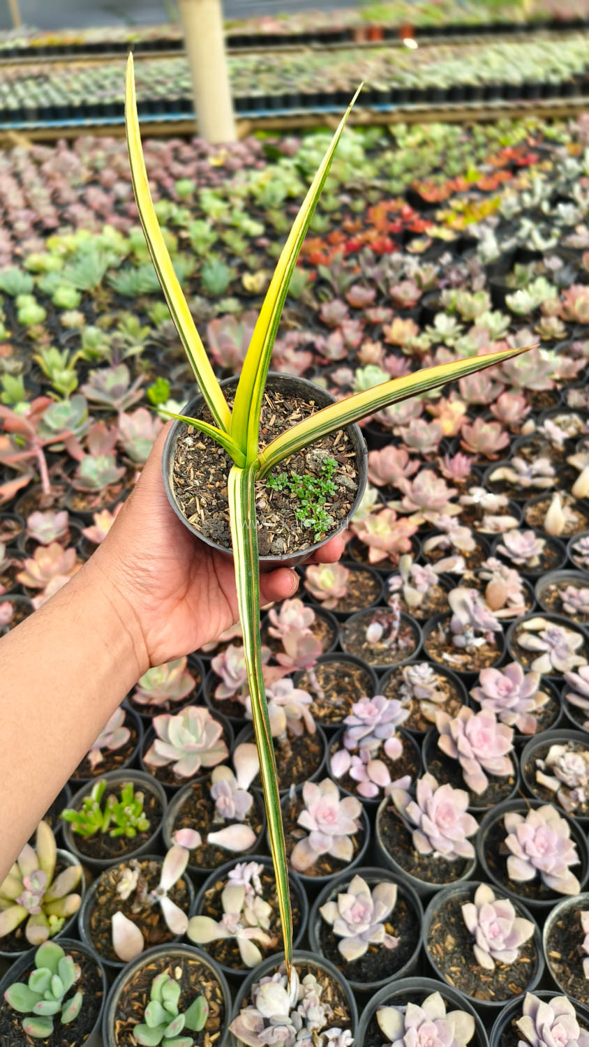 1173. Sansevieria Midnight Fountain Variegated - Image 10