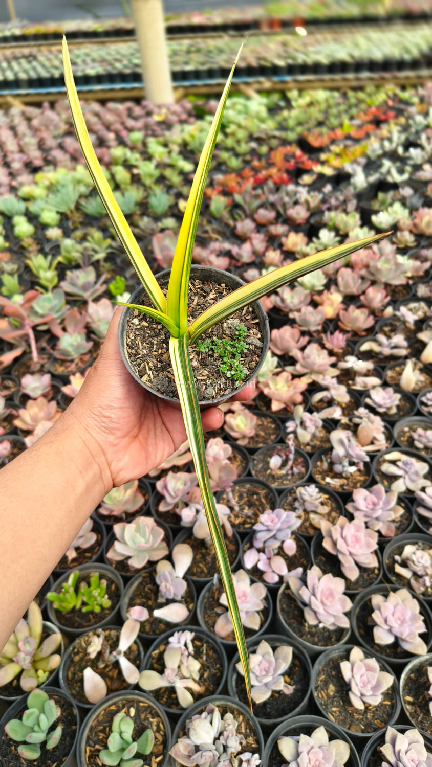 1173. Sansevieria Midnight Fountain Variegated - Image 11