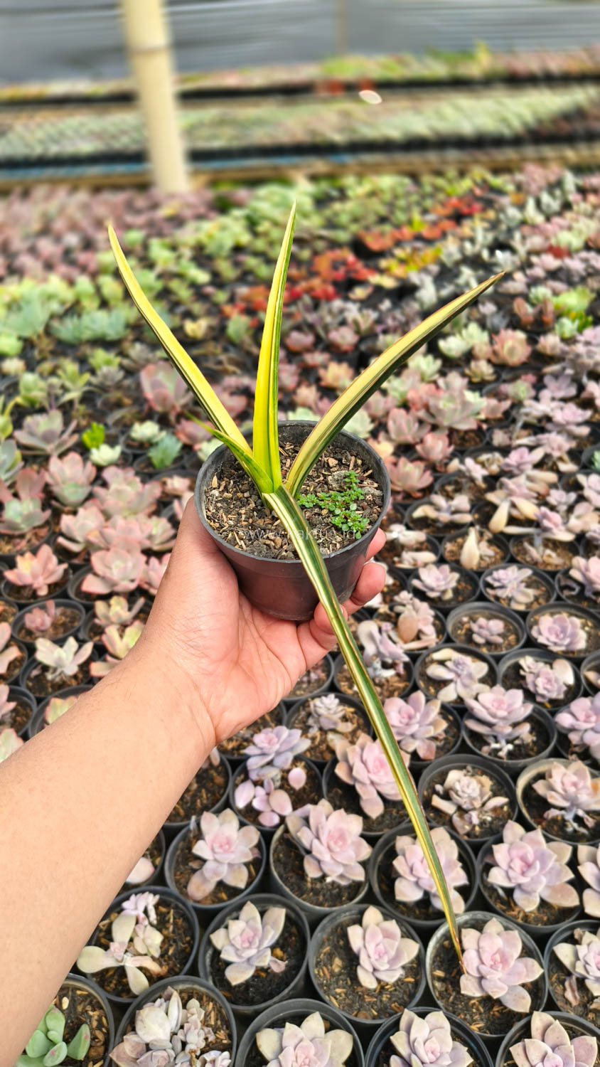 1173. Sansevieria Midnight Fountain Variegated - Image 3