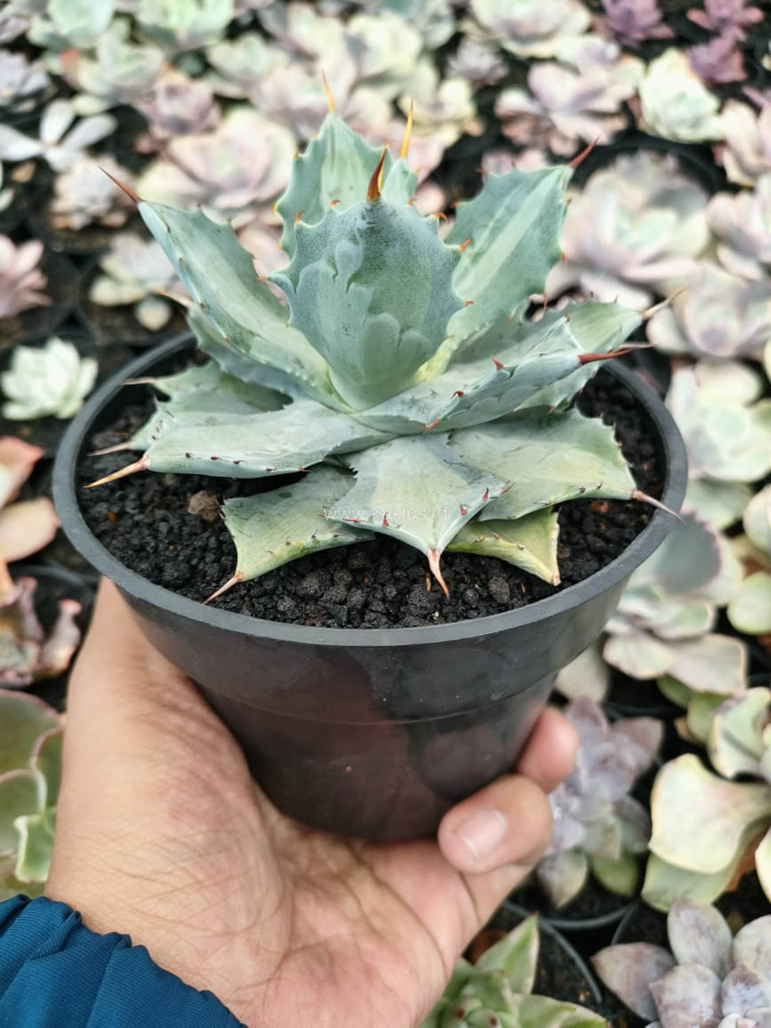1174. Agave Isthmensis Becky - Image 2