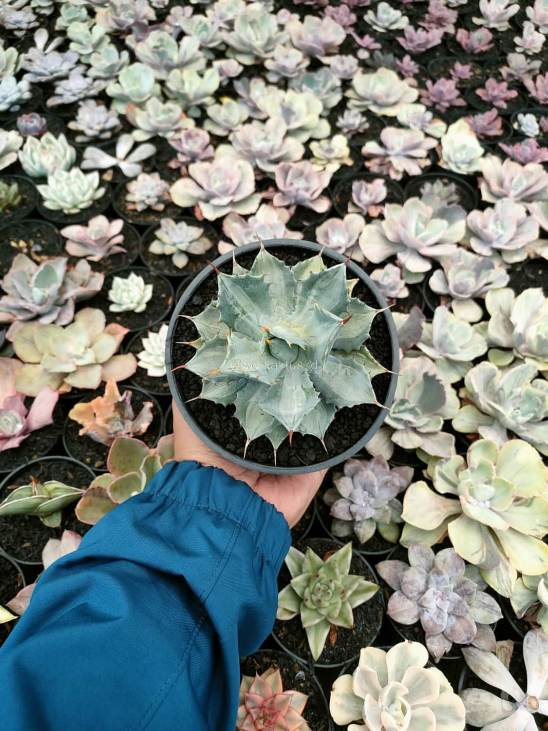 1174. Agave Isthmensis Becky - Image 3