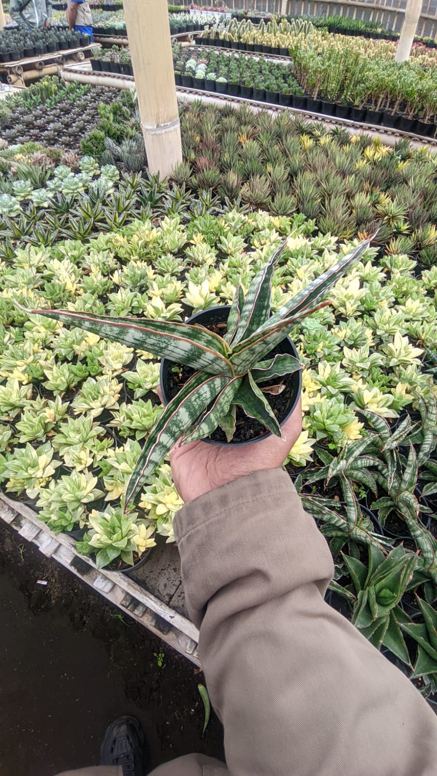1175. Sansevieria Lady Gaga - Image 2
