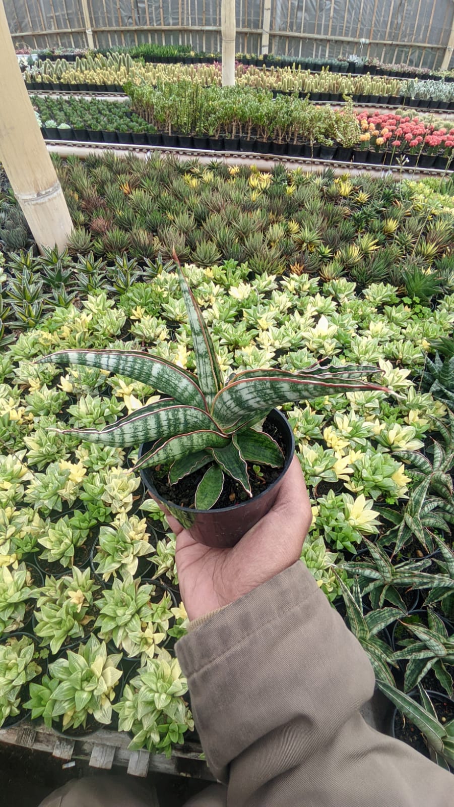 1175. Sansevieria Lady Gaga - Image 4