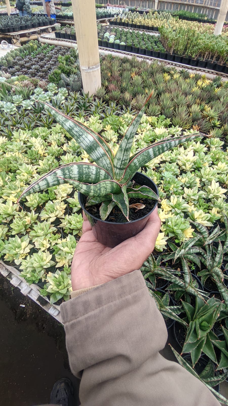 1175. Sansevieria Lady Gaga - Image 3