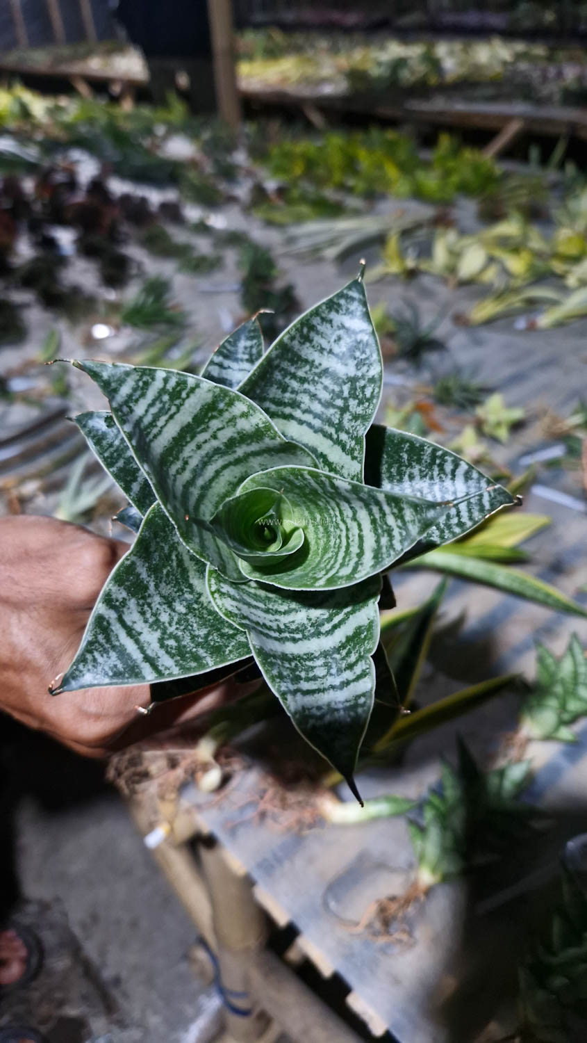 1176. Sansevieria Black Mamba - Image 9