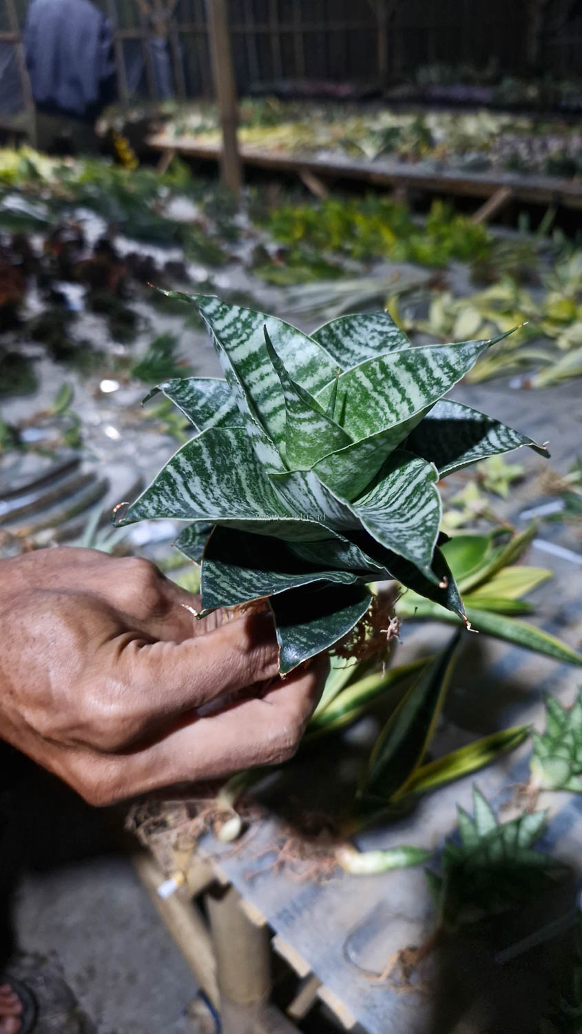 1176. Sansevieria Black Mamba - Image 10