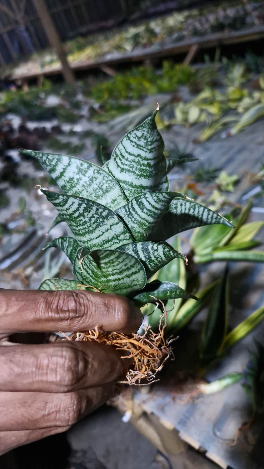1176. Sansevieria Black Mamba - Image 6