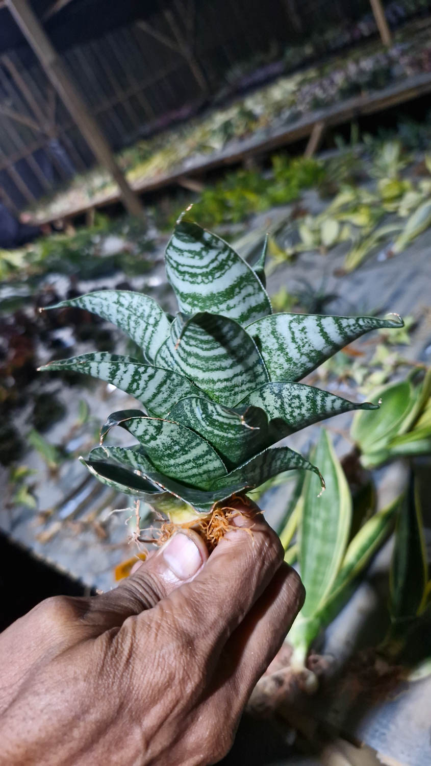 1176. Sansevieria Black Mamba - Image 4