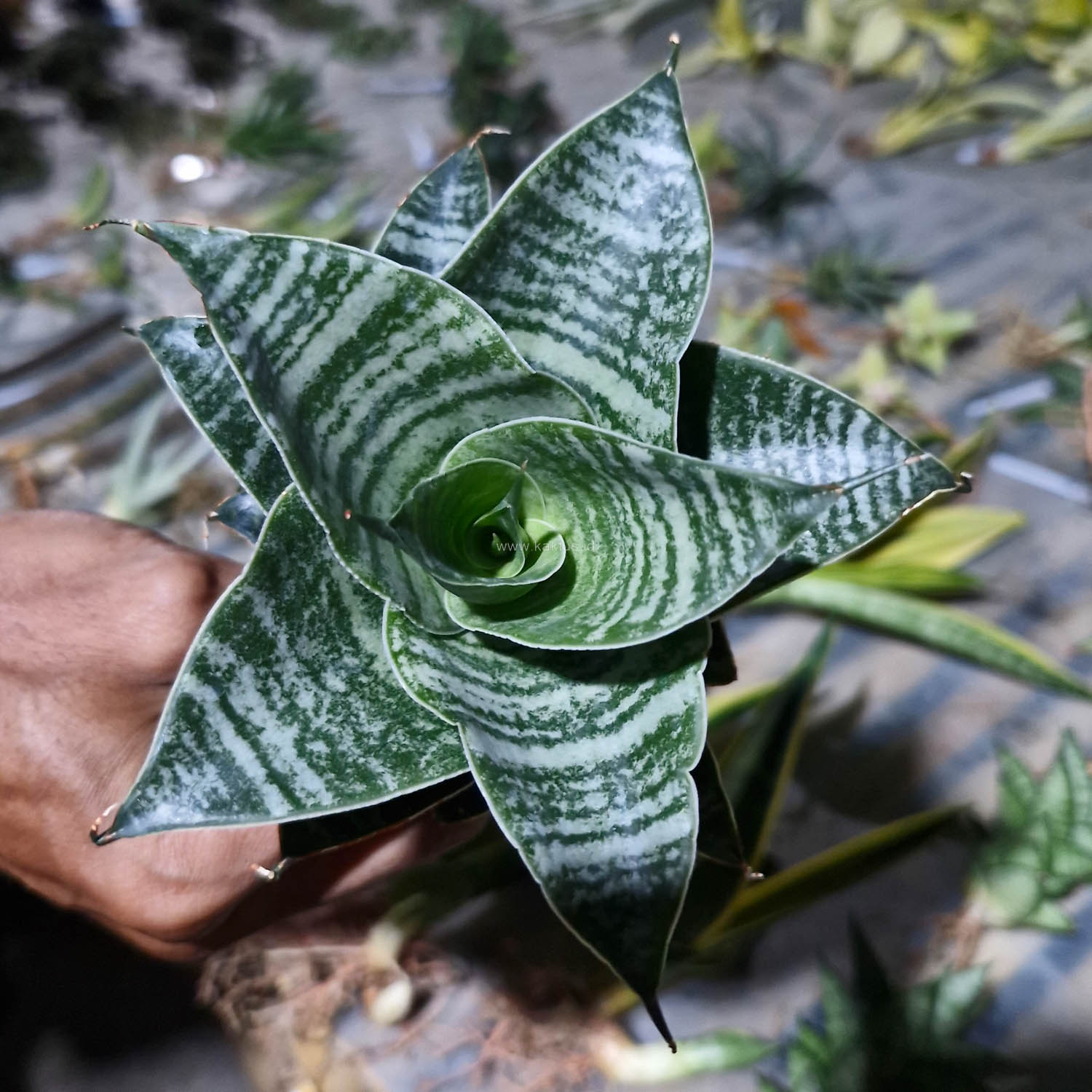 1176. Sansevieria Black Mamba - Image 2