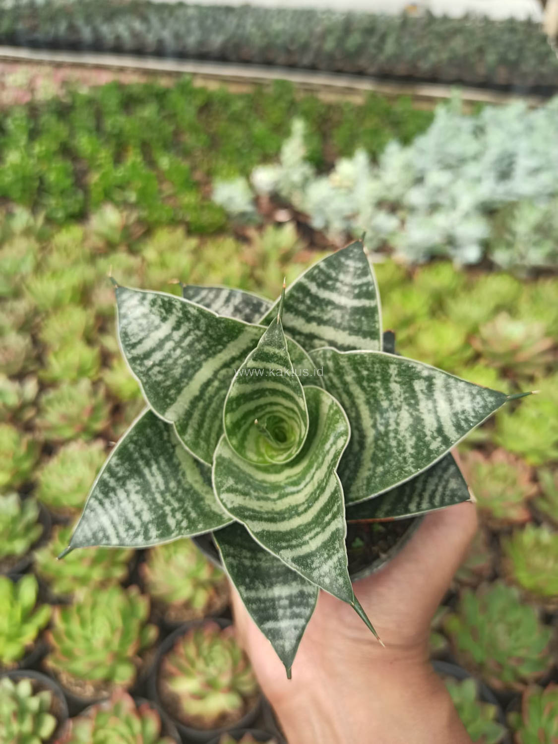 1176. Sansevieria Black Mamba - Image 3