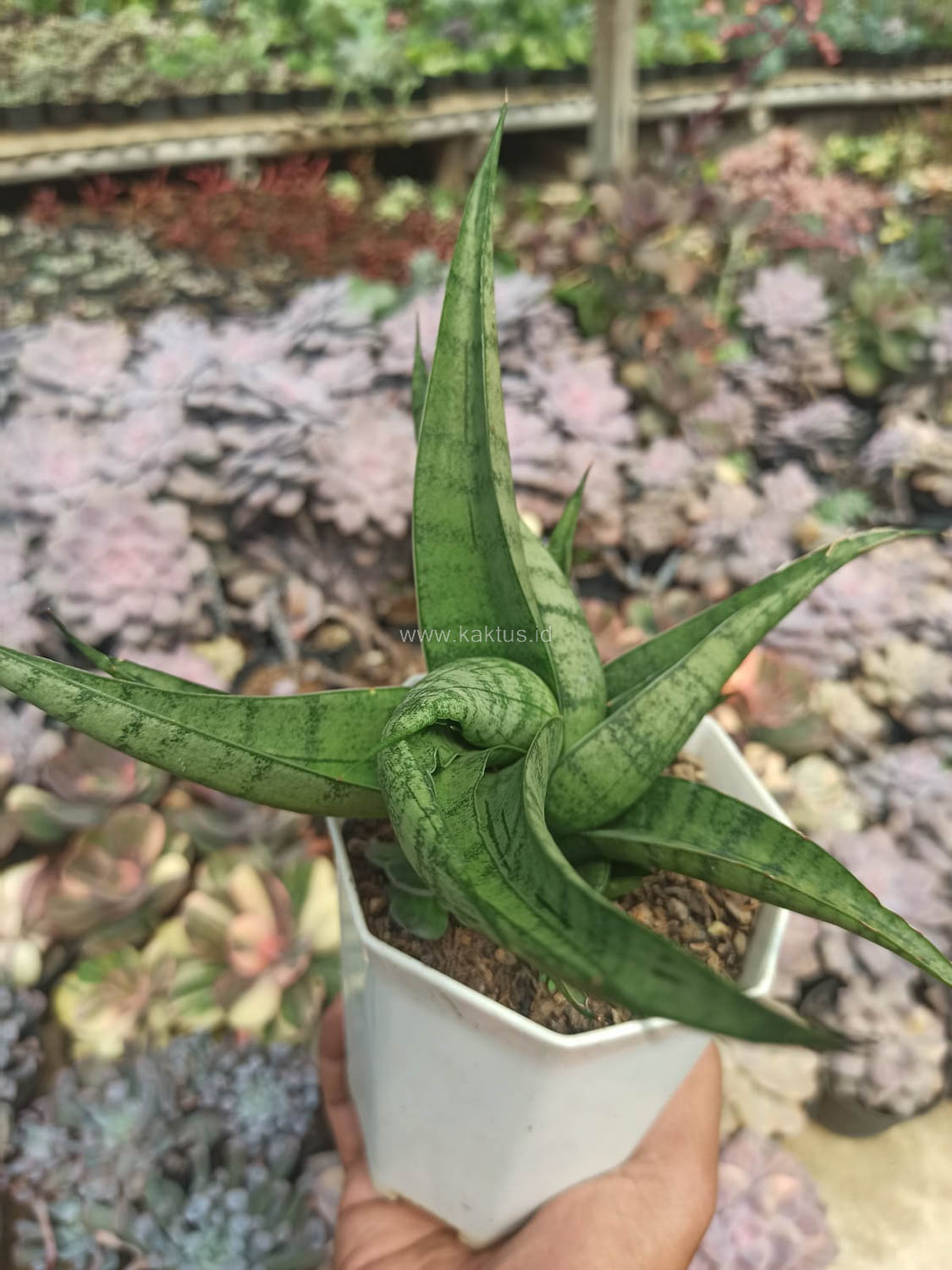 1178. Sansevieria Punk - Image 5