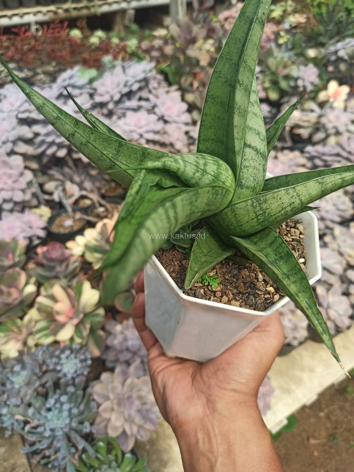 1178. Sansevieria Punk - Image 6