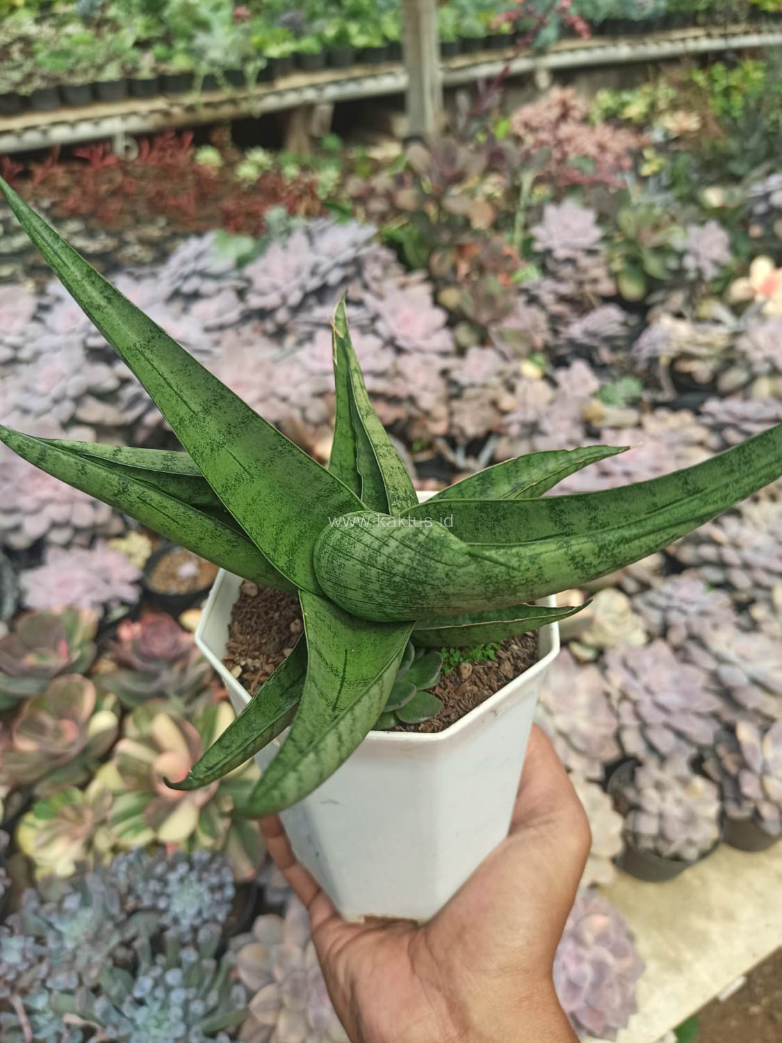 1178. Sansevieria Punk - Image 2
