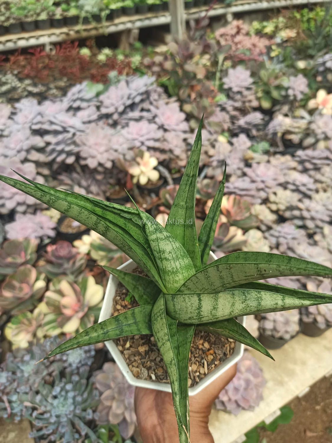 1178. Sansevieria Punk - Image 7