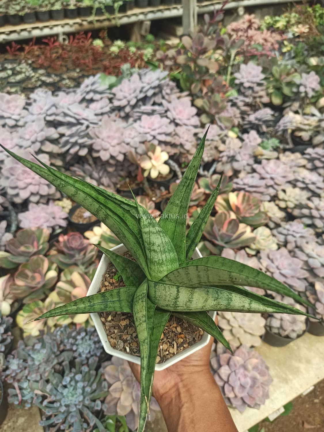 1178. Sansevieria Punk - Image 4