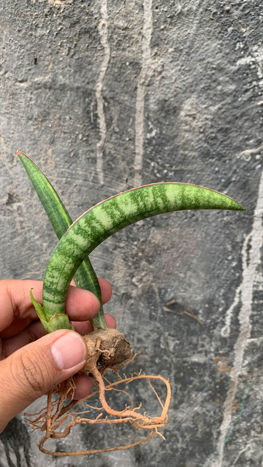1179. Sansevieria Sticky Variegated - Image 11