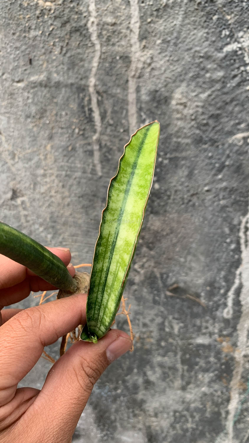 1179. Sansevieria Sticky Variegated - Image 7