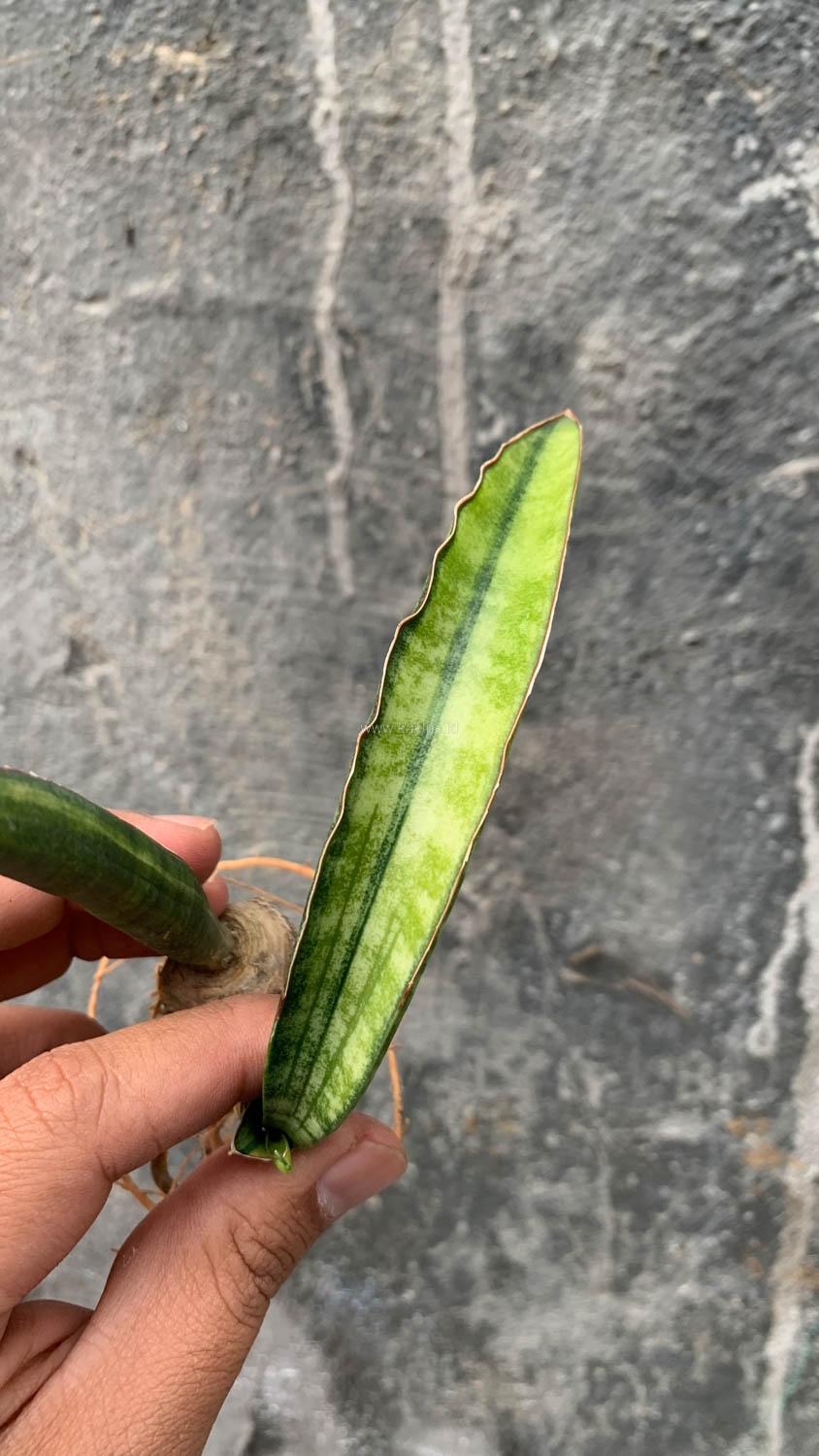 1179. Sansevieria Sticky Variegated - Image 5