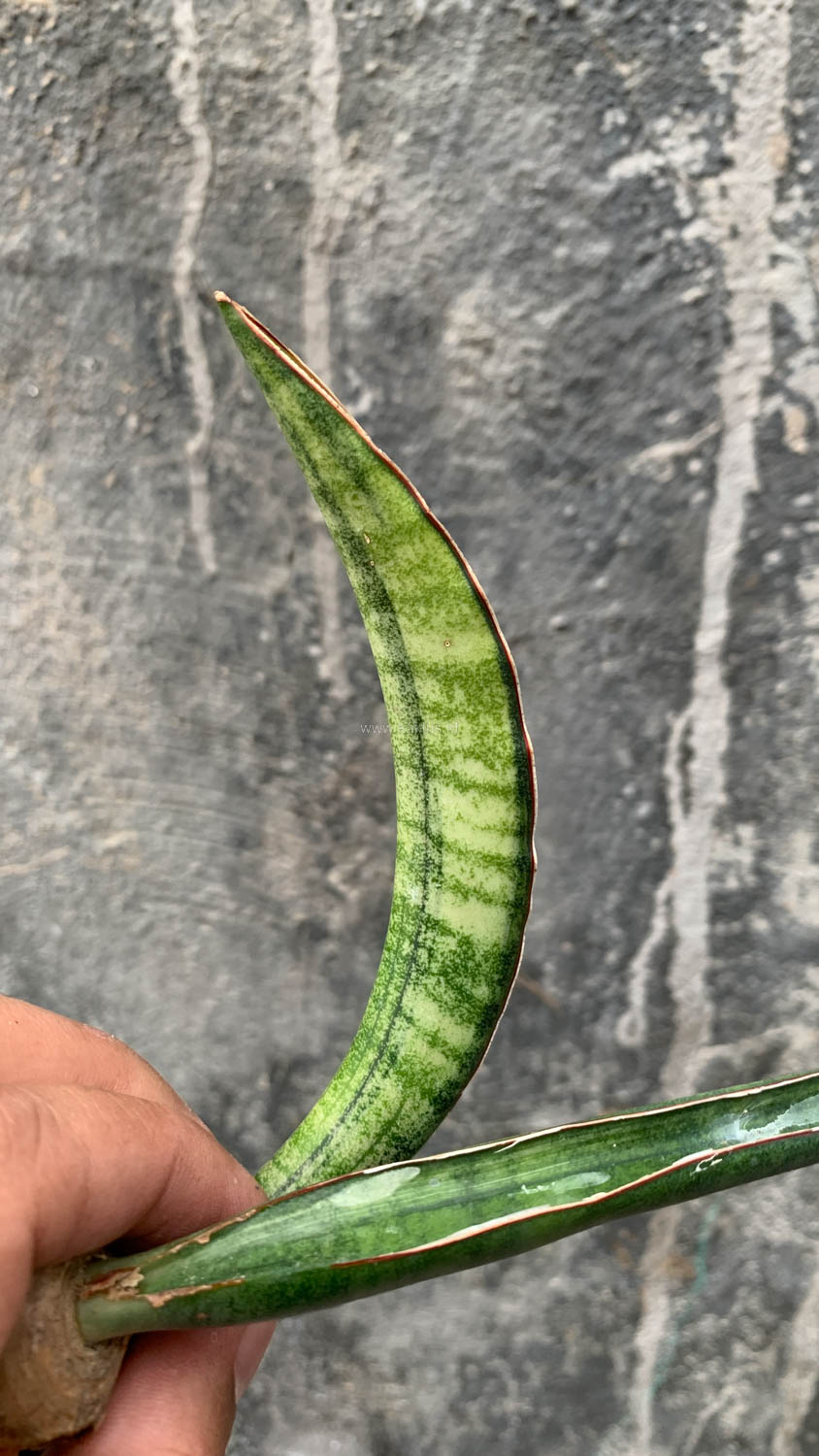 1179. Sansevieria Sticky Variegated - Image 3