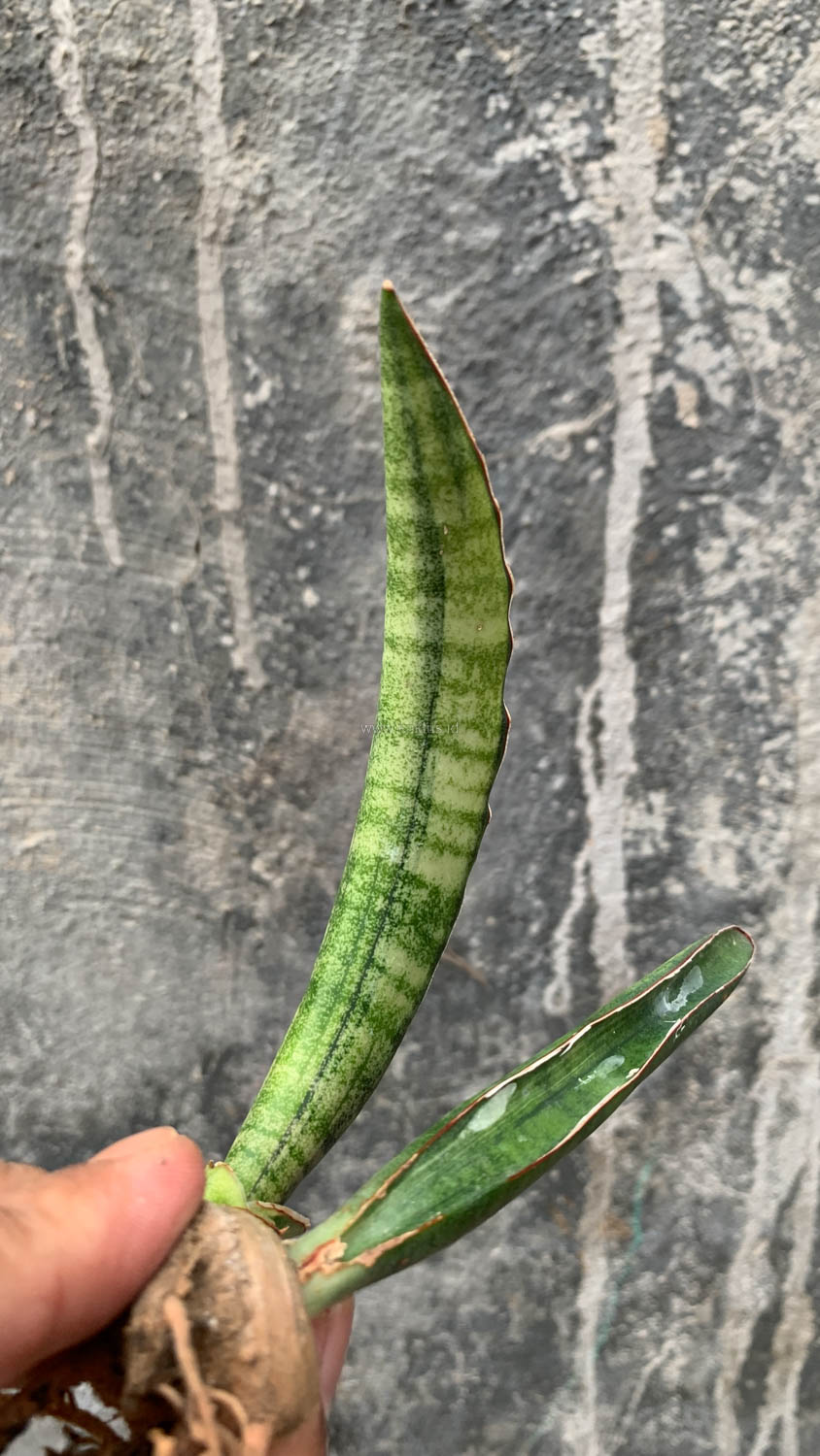 1179. Sansevieria Sticky Variegated - Image 9