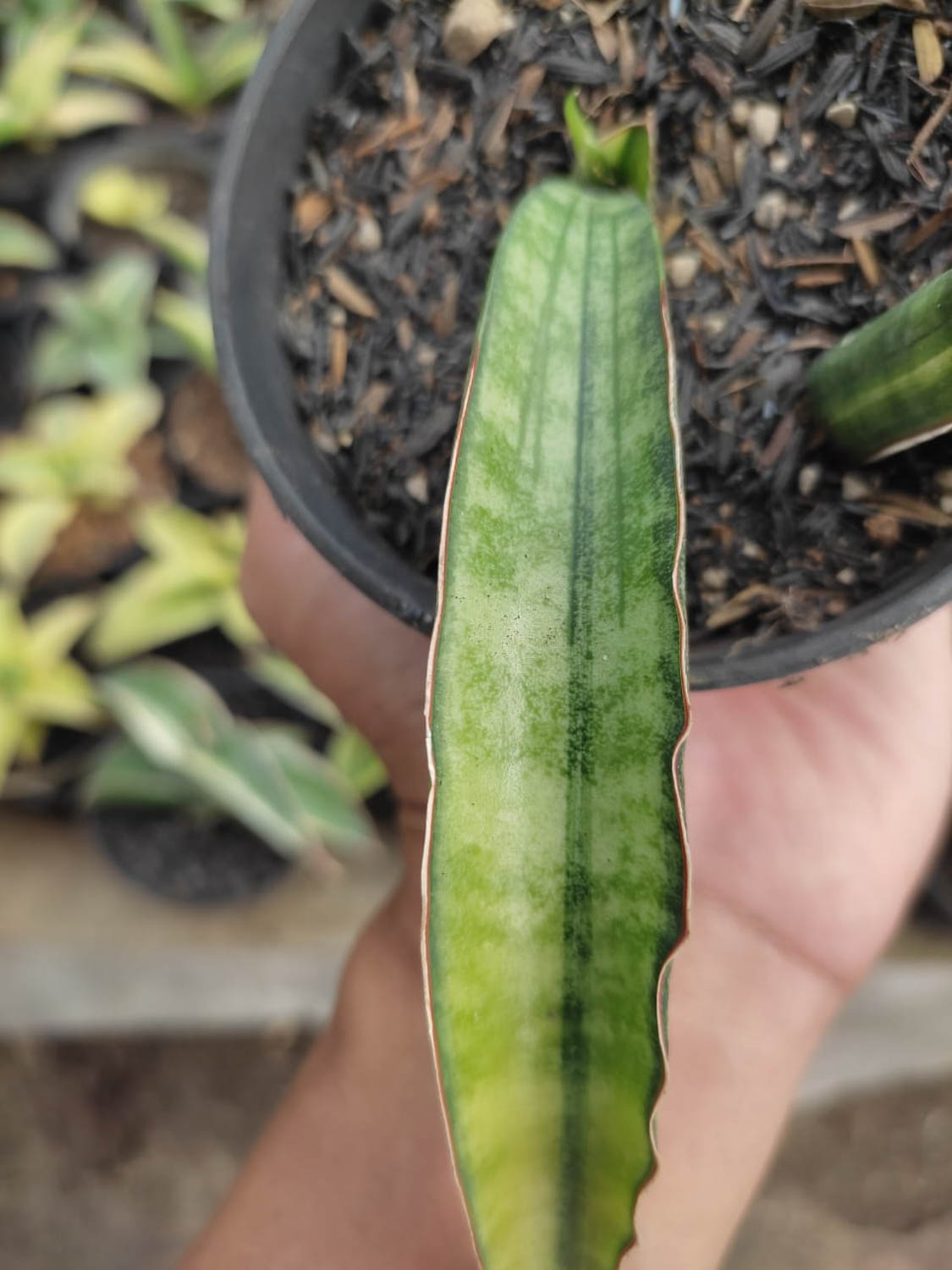 1179. Sansevieria Sticky Variegated - Image 4