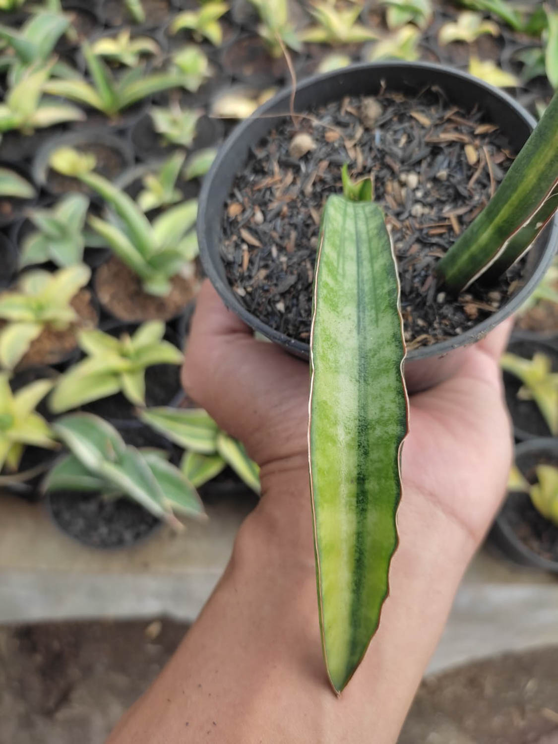 1179. Sansevieria Sticky Variegated - Image 6